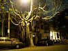 streetlights grow on trees